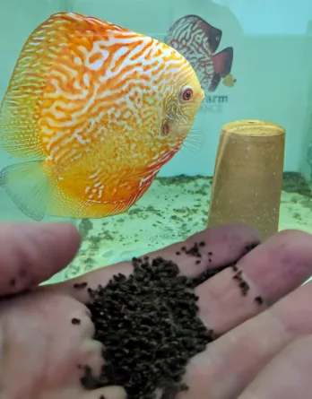 Nourriture granulés discus Scale et pour autres poissons