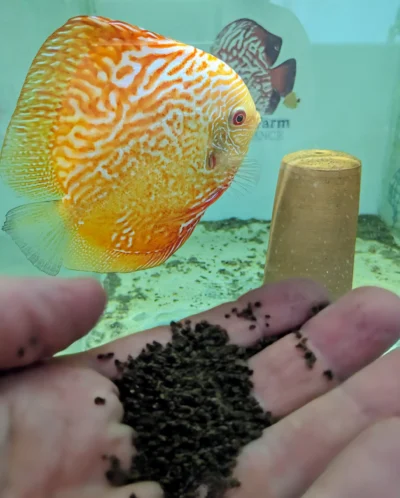 granulés-discus-Scale-main Nourriture granulés discus Scale et pour autres poissons