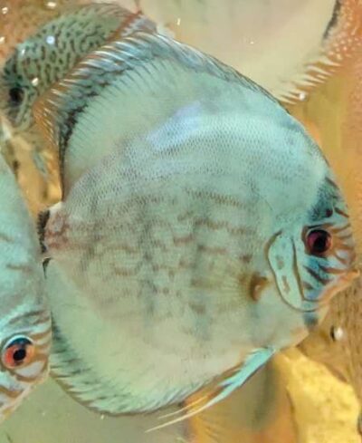 Discus-cobalt-adulte (2) Discus cobalt adulte