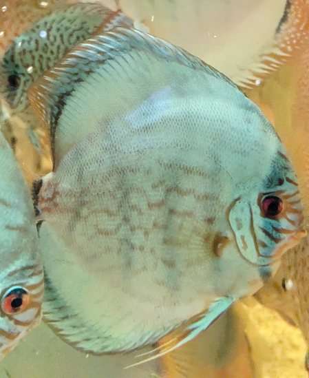 Discus cobalt adulte