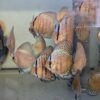 Discus Cobalt groupe jeunes