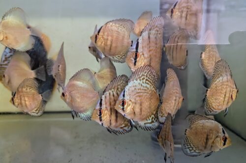 Discus Cobalt groupe jeunes