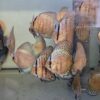 Discus-cobalt-groupe-jeunes Discus Cobalt groupe jeunes