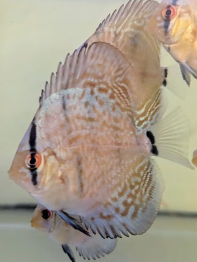 Discus-cobalt-jeune-5cm Discus Cobalt 5cm