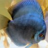 Discus-cobalt-male Discus Cobalt mâle
