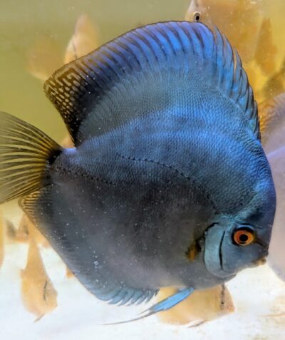 Discus-cobalt-male Discus Cobalt mâle