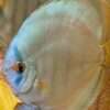 Discus cobalt adulte