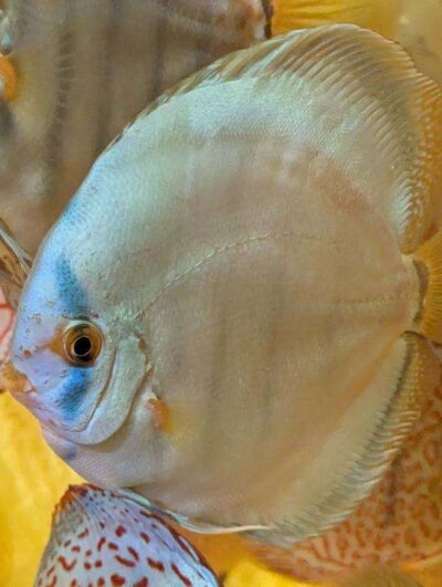 discus-coblat-left2 Discus cobalt adulte