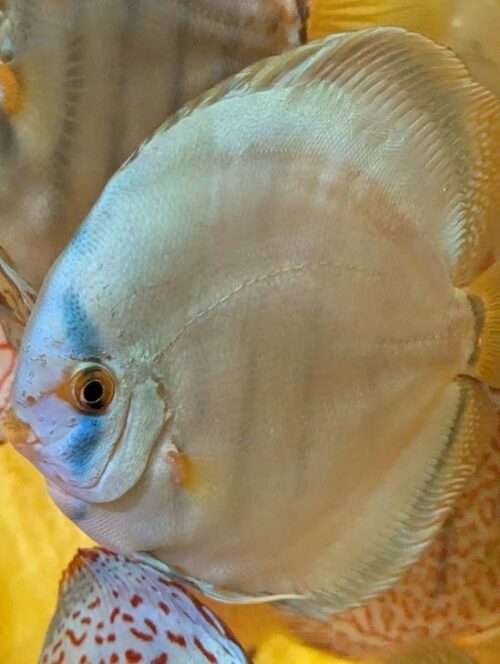 Discus cobalt adulte