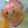 Discus Fanta