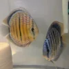 Discus Golden Centrale barre will X Discus heckel cross