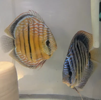 Discus Golden Centrale barre will X Discus heckel cross