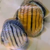 Discus Golden Centrale barre will X Discus heckel cross