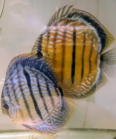 Discus Golden Centrale barre will X Discus heckel cross