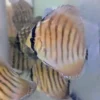 Discus Golden Centrale barre will X Discus heckel cross