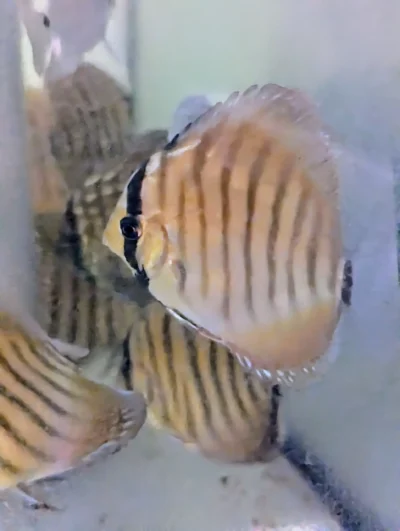 Discus Golden Centrale barre will X Discus heckel cross