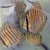 Discus Golden Centrale barre will X Discus heckel cross