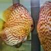 couple de Discus pigeon checkboard sang jaguars