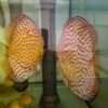 couple de Discus pigeon checkboard sang jaguars