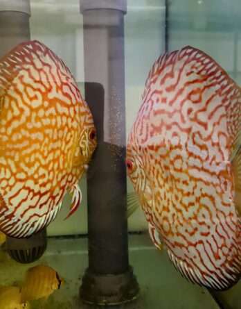 couple de Discus pigeon checkboard sang jaguars