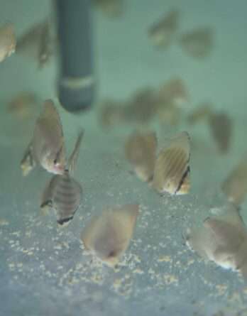 lot de jeunes Discus