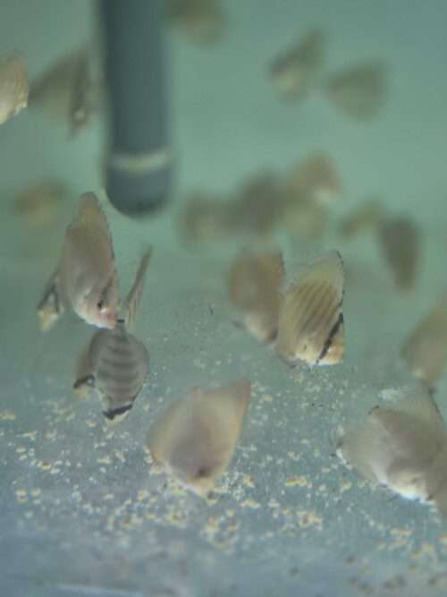 lot de jeunes Discus