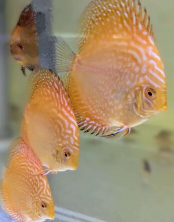 Discus 9 10cm pigeon ou yellow