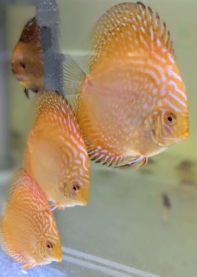 Discus 9 10cm pigeon ou yellow