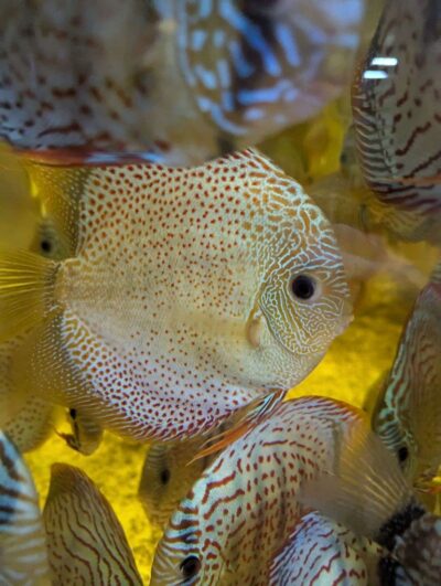 Discus snakeskin Eruption