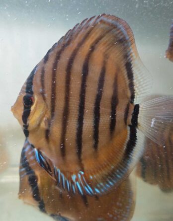 Discus Heckel Cross Mix