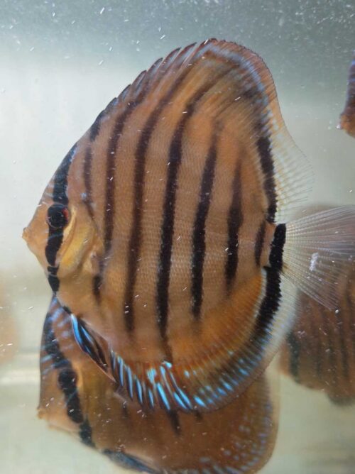 Discus Heckel Cross Mix