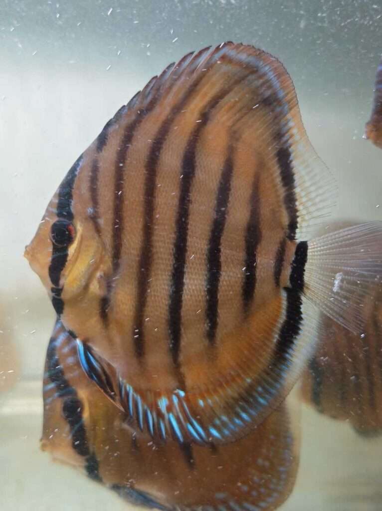 Mix Discus Discus Heckel cross mix - Discus Farm JDL France - La Qualité élevée en ...