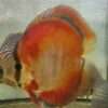 Discus red rose adulte