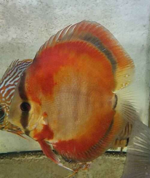 Discus red rose adulte