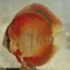 Discus red rose adulte