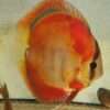 Discus red rose adulte