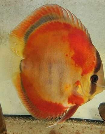 Discus red rose adulte