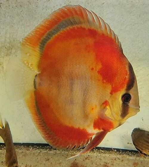 Discus red rose adulte