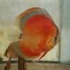 Discus red rose adulte