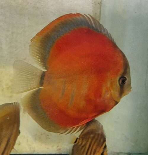 Discus red rose adulte