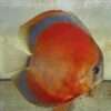 Discus red rose adulte