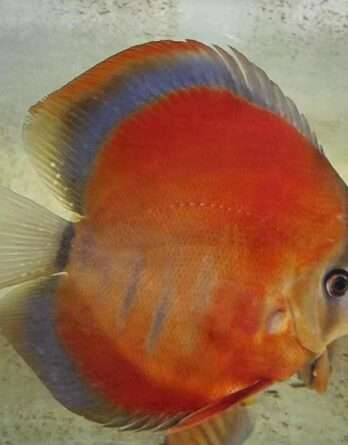 Discus red rose adulte