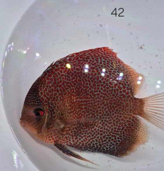 Discus 42