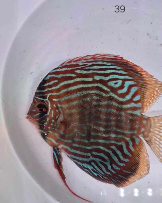 Discus 39
