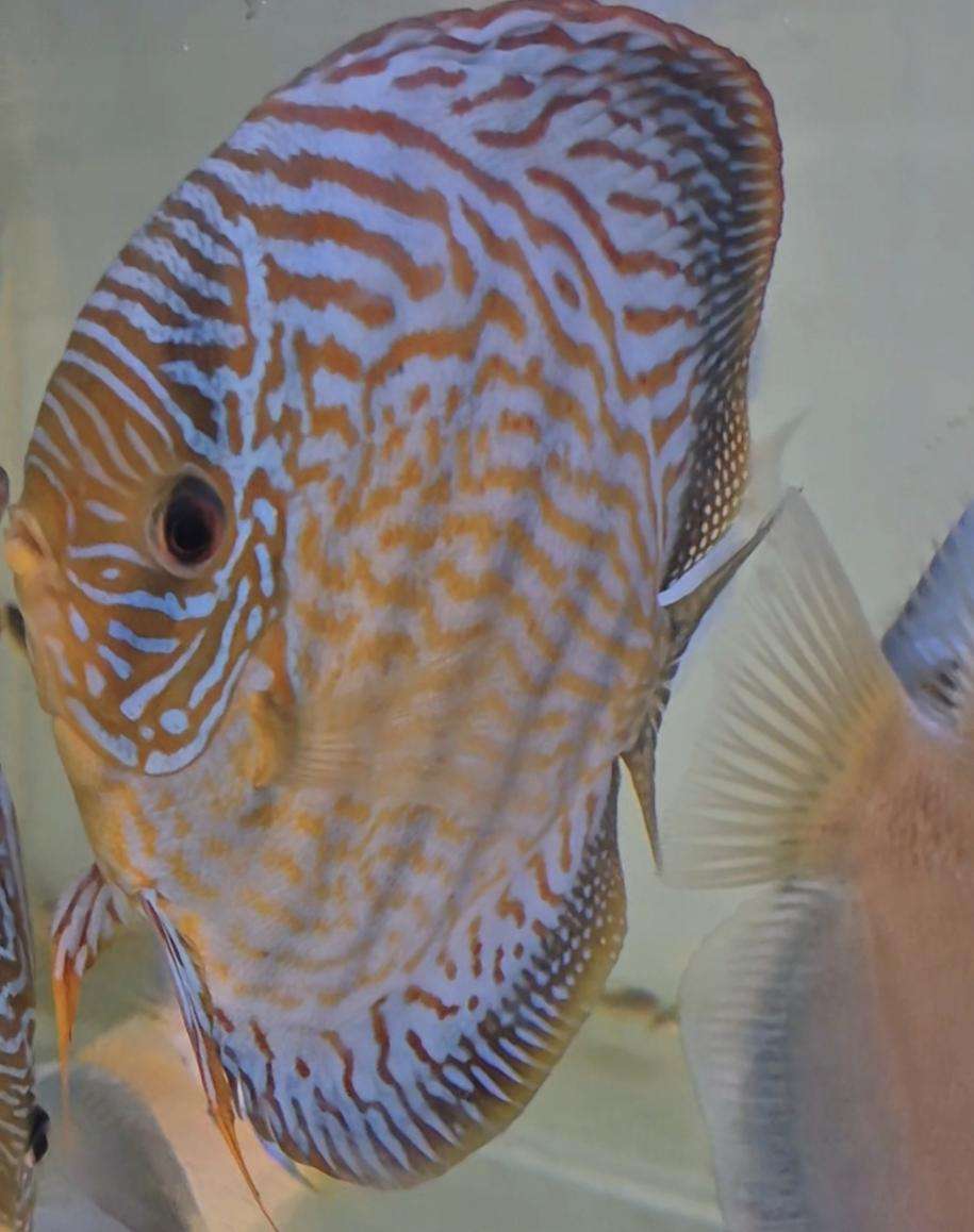 Discus-21-Turquoise-rouge