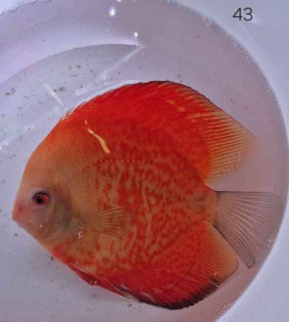 Discus 43