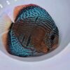 Discus Selection