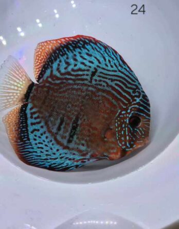 Discus Golden Heckel Cross N°24