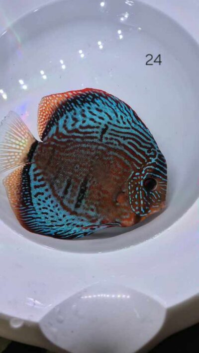 Discus Selection