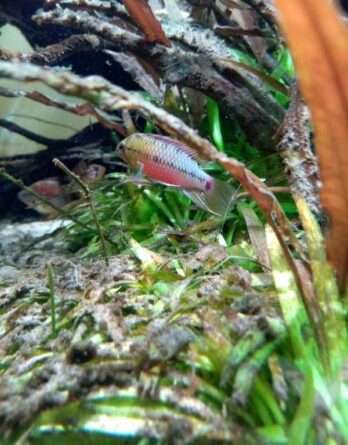 Apistogramma Hongsloi Male